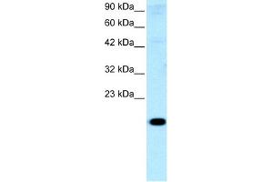 Western Blotting (WB) image for anti-Cbp/p300-Interacting Transactivator, with Glu/Asp-Rich Carboxy-terminal Domain, 1 (CITED1) (Middle Region) antibody (ABIN2777537)