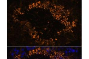 Immunofluorescence analysis of Mouse testis using OXCT2 Polyclonal Antibody at dilution of 1:100. (OXCT2 Antikörper)