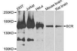 Western blot analysis of extracts of various cells, using BCR antibody.