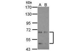 Image no. 1 for anti-Cyclin-Dependent Kinase-Like 3 (CDKL3) (AA 46-308) antibody (ABIN1497433) (CDKL3 Antikörper  (AA 46-308))
