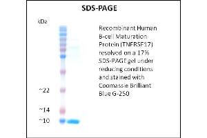 SDS-PAGE (SDS) image for Tumor Necrosis Factor Receptor Superfamily, Member 17 (TNFRSF17) (Active) protein (ABIN5509467)