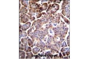 AQP12B Antibody (C-term) (ABIN655768 and ABIN2845208) immunohistochemistry analysis in formalin fixed and paraffin embedded human pancreas tissue followed by peroxidase conjugation of the secondary antibody and DAB staining. (Aquaporin 12B Antikörper  (C-Term))