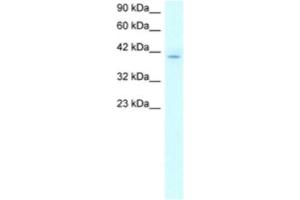 Western Blotting (WB) image for anti-RuvB-Like 2 (E. Coli) (RUVBL2) antibody (ABIN2460442) (RUVBL2 Antikörper)