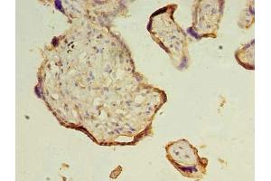 Immunohistochemistry of paraffin-embedded human placenta tissue using ABIN7172361 at dilution of 1:100 (TRAPPC3 Antikörper  (AA 1-180))