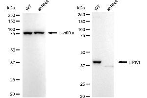 Western blotting analysis using ITPK1 antibody (ABIN7799044). (Rekombinanter ITPK1 Antikörper)