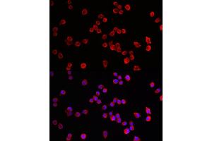 Immunofluorescence analysis of Neuro-2a cells using HRH3 Rabbit pAb (ABIN7267662) at dilution of 1:100 (40x lens). (HRH3 Antikörper  (AA 250-350))