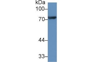 Western Blot; Sample: Rat Heart lysate; Primary Ab: 1µg/ml Rabbit Anti-Rat CX3CL1 Antibody Second Ab: 0. (CX3CL1 Antikörper  (AA 81-337))