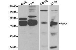 Western Blotting (WB) image for anti-Fatty Acid Amide Hydrolase (FAAH) antibody (ABIN1872632) (FAAH Antikörper)