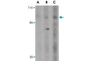 Western blot analysis of DISC1 in SK-N-SH cell lysate with DISC1 polyclonal antibody  at (A) 0. (DISC1 Antikörper  (Internal Region))