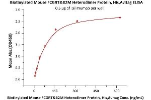 FCGRT & B2M (AA 22-297) (Active) protein (His tag,AVI tag,Biotin)
