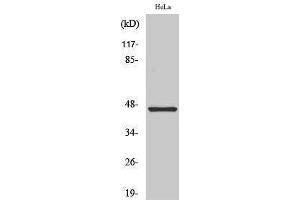 Western Blotting (WB) image for anti-Keratin 18 (KRT18) (C-Term) antibody (ABIN3180003) (Cytokeratin 18 Antikörper  (C-Term))