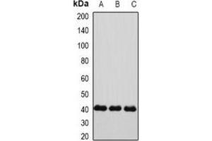 Western blot analysis of Connexin 40 expression in HepG2 (A), mouse heart (B), rat heart (C) whole cell lysates. (Cx40/GJA5 Antikörper)