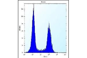 TM55B Antibody (C-term) (ABIN657095 and ABIN2846253) flow cytometric analysis of Ramos cells (right histogram) compared to a negative control cell (left histogram). (TMEM55B Antikörper  (C-Term))