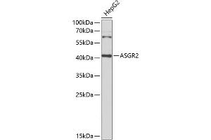 Western blot analysis of extracts of HepG2 cells, using  Antibody (ABIN6127456, ABIN6137183, ABIN6137186 and ABIN6221878) at 1:1000 dilution. (Asialoglycoprotein Receptor 2 Antikörper  (AA 58-287))
