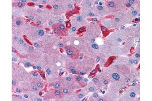 Anti-GPR128 antibody IHC of human liver. (Adhesion G-Protein Coupled Receptor G7 (ADGRG7) (C-Term) Antikörper)