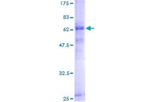 PCID2 Protein (AA 1-399) (GST tag)