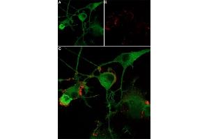 alpha-Bungarotoxin protein (Atto 590)