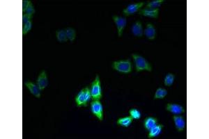 Immunofluorescent analysis of LO2 cells using ABIN7164073 at dilution of 1:100 and Alexa Fluor 488-congugated AffiniPure Goat Anti-Rabbit IgG(H+L) (PQLC3 Antikörper  (AA 118-170))