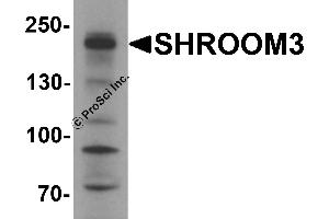 Western Blotting (WB) image for anti-Shroom Family Member 3 (SHROOM3) antibody (ABIN1077407) (SHROOM3 Antikörper)