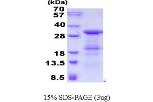 Image no. 1 for GINS Complex Subunit 4 (Sld5 Homolog) (GINS4) protein (His tag) (ABIN6387067) (GINS4 Protein (His tag))