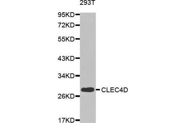 CLEC4D Antikörper  (AA 39-215)