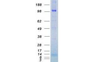 Validation with Western Blot (NPR1 Protein (Myc-DYKDDDDK Tag))