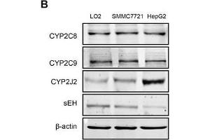 Hcy promoted EET secretion and CYP2J2 upregulation in HCC cellsIntracellular levels of 11,12- and 14,15-EET A. (CYP2C9 Antikörper)
