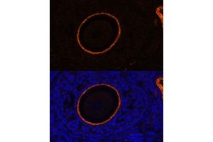 Immunofluorescence analysis of rat oophoroma cells using ZP3 antibody (ABIN6134464, ABIN6150536, ABIN6150538 and ABIN6217045) at dilution of 1:100. (Zona Pellucida Glycoprotein 3 Antikörper  (AA 250-350))