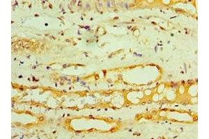 Immunohistochemistry of paraffin-embedded human kidney tissue using ABIN7154317 at dilution of 1:100