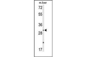 Western blot analysis of DUSP2 / PAC1 Antibody (C-term) in mouse liver tissue lysates (35ug/lane). (DUSP2 Antikörper  (C-Term))