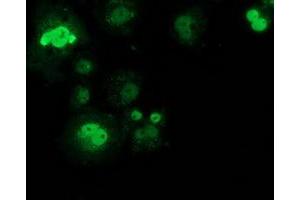 Anti-SAMHD1 mouse monoclonal antibody (ABIN2453970) immunofluorescent staining of COS7 cells transiently transfected by pCMV6-ENTRY SAMHD1 (RC206013). (SAMHD1 Antikörper)