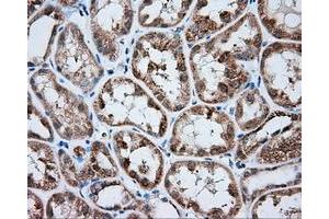 Immunohistochemical staining of paraffin-embedded liver tissue using anti-MTRF1L mouse monoclonal antibody. (MTRF1L Antikörper)