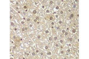 Immunohistochemistry of paraffin-embedded Mouse liver using MAD1L1 Polyclonal Antibody at dilution of 1:100 (40x lens). (MAD1L1 Antikörper)