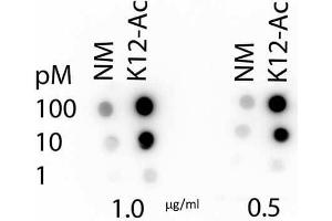 Dot Blot of Rabbit Histone H4 K12-Ac (RABBIT) Antibody. (Histone H4 Antikörper  (acLys12))