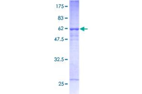 IFNGR2 Protein (AA 1-337) (GST tag)