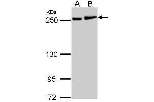 Myosin 9 Antikörper  (N-Term)