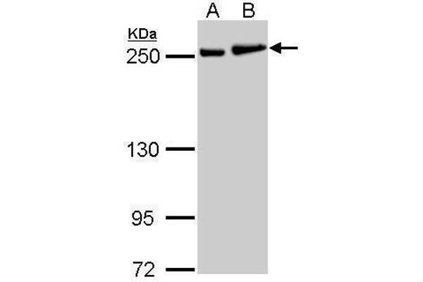 Myosin 9 Antikörper  (N-Term)