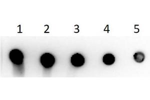 SDS PAGE Results of Guinea Pig IgG F(c) Biotin Conjugated.