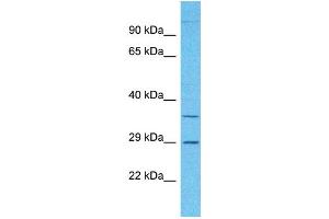 Western Blotting (WB) image for anti-Olfactory Receptor, Family 2, Subfamily A, Member 7 (OR2A7) (C-Term) antibody (ABIN2791717)