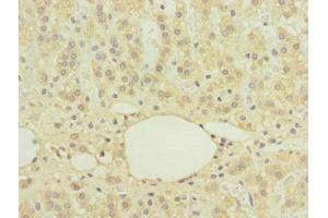 Immunohistochemistry of paraffin-embedded human adrenal gland tissue using ABIN7174747 at dilution of 1:100 (C16orf78 Antikörper  (AA 1-265))