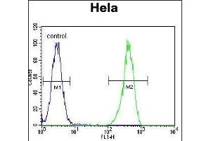 ENOA Antibody (N-term) (ABIN389406 and ABIN2839494) flow cytometric analysis of Hela cells (right histogram) compared to a negative control cell (left histogram). (ENO1 Antikörper  (N-Term))