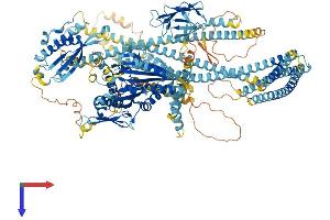 KIF16B Protein (AA 1-1312) (His tag)