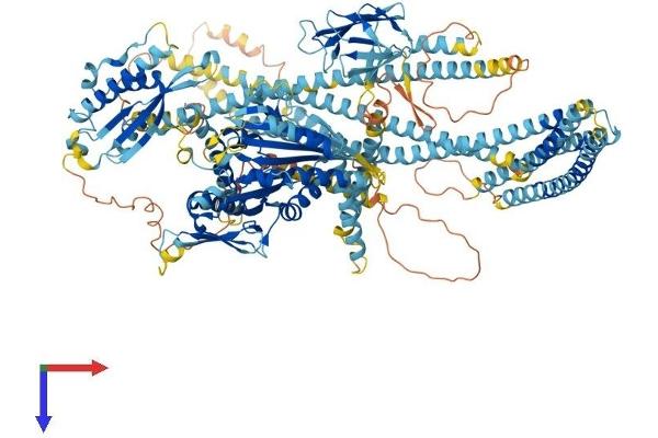 KIF16B Protein (AA 1-1312) (His tag)