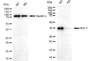 Western blotting analysis using RALY antibody (ABIN7800263).