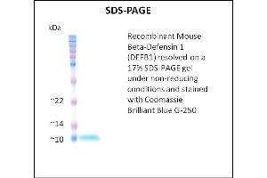 SDS-PAGE (SDS) image for Defensin, beta 1 (DEFB1) (Active) protein (ABIN5509413) (beta Defensin 1 Protein)