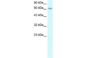 WB Suggested Anti-C14ORF169 Antibody Titration:  1. (C14orf169 + NO66 Antikörper  (N-Term))