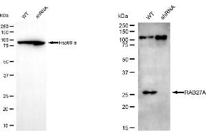 Western blotting analysis using RAB27A antibody (ABIN7800092). (RAB27A Antikörper)