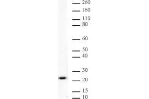 MAD2L1 mAb (Clone 17D10) tested by Western blot. (MAD2L1 Antikörper)