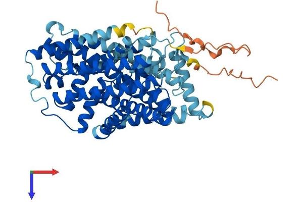 SLC7A7 Protein (AA 1-511) (His tag)