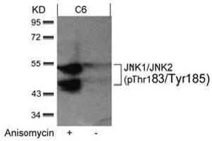 Image no. 2 for anti-Mitogen-Activated Protein Kinase 8 (MAPK8) (pThr183), (pTyr185) antibody (ABIN401562) (JNK Antikörper  (pThr183, pTyr185))
